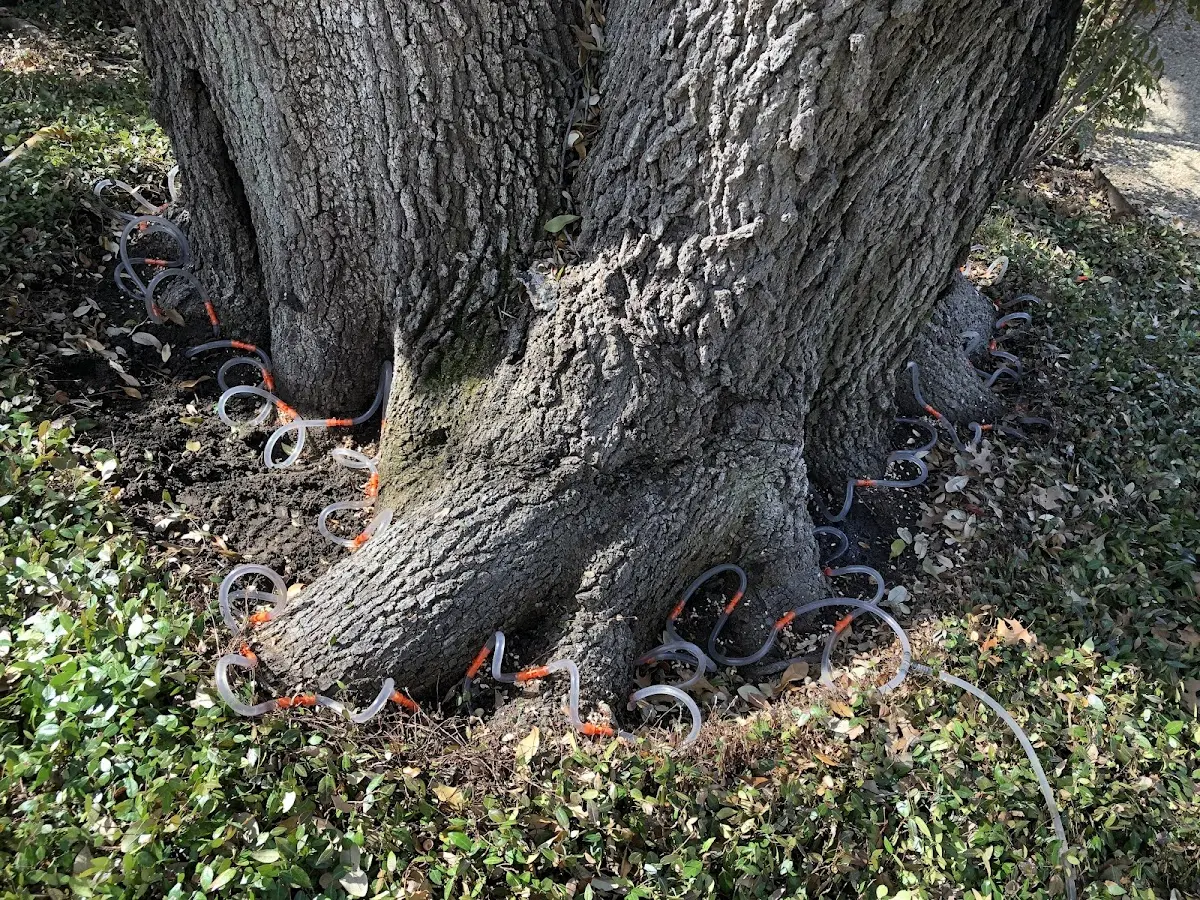 Detailed Tree Cabling and Bracing job site in Fenton