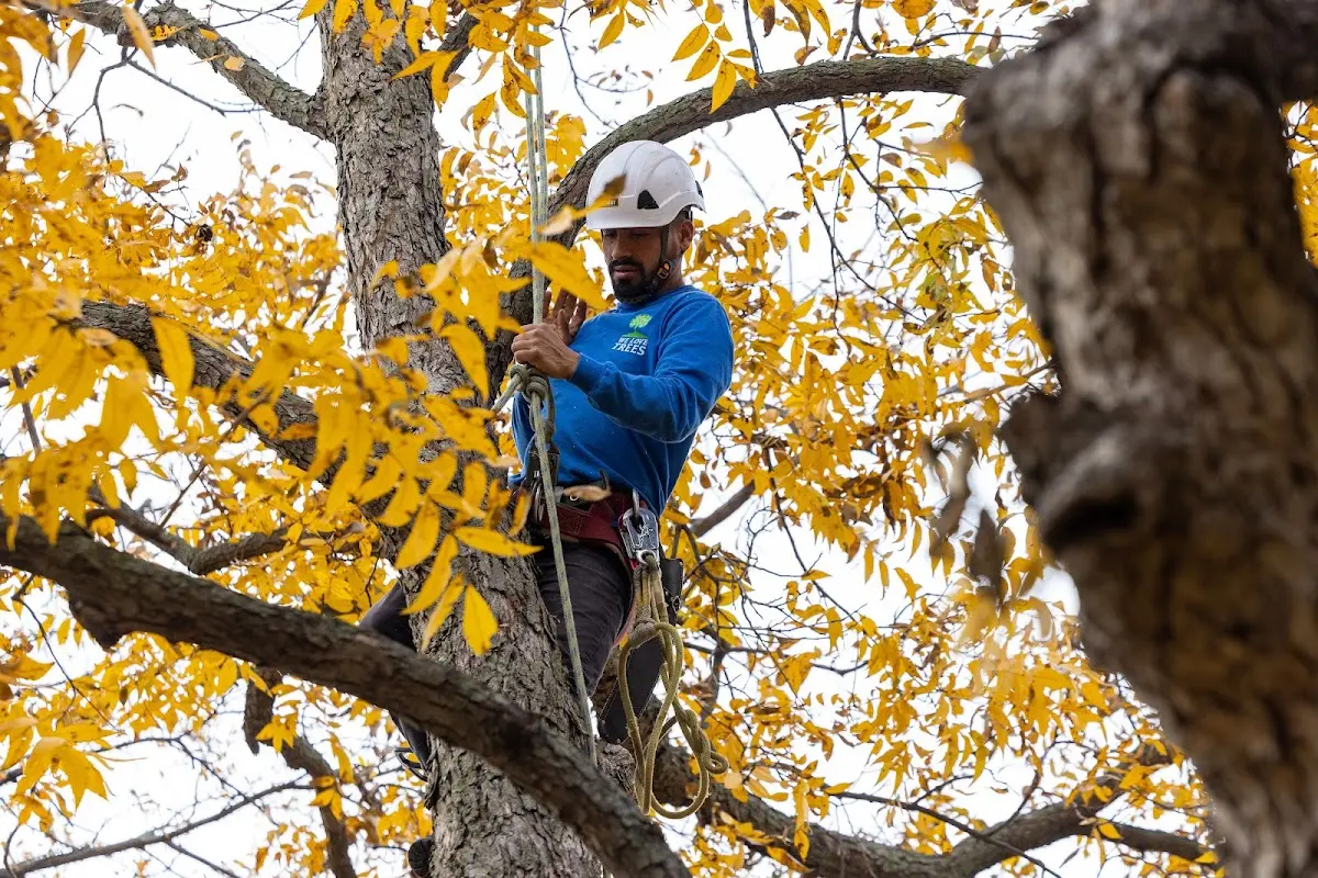 Skilled Tree Planing crew working in Fenton